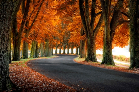 Autumn road - season, autumn, fall, trees, walk, beautiful, road, foliage