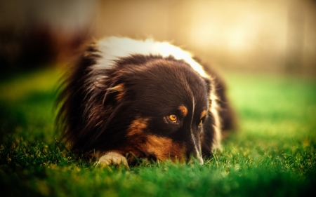 Lazy Day - cute, dogs, collie, animals