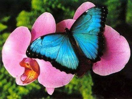 Morpho on pink - butterfly, morpho, flower, pink