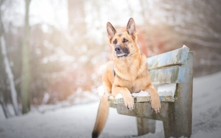 Taking A Break - dogs, german shephard, cute, animals