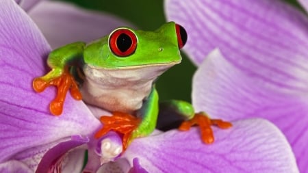 Frog - animal, flower, petal, frog