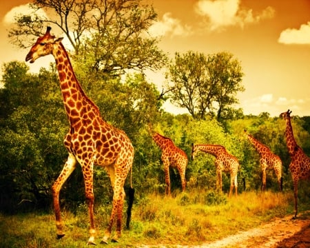 Giraffe team - animal, giraffe, africa, jungle