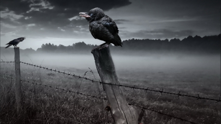 Still waiting... - abstract, cg, fence, crow