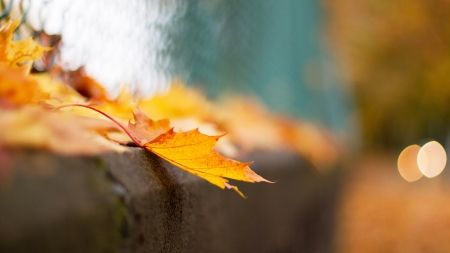 Autumn leaves - nature, rain, leaves, autumn