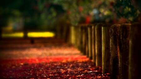 Fence - fence, nature, leaves, autumn