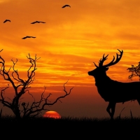 Evening of the deer