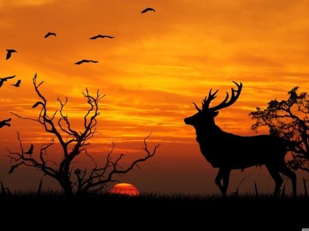 Evening of the deer