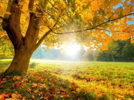 Flare - autumn, trees, sun, orange, gold