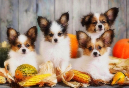 Puppies of Harvest