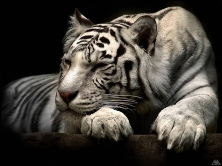 beautiful tiger - big, tiger, cats, beautiful