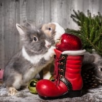 christmas boots