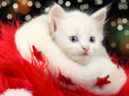 white kitten