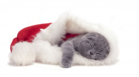 santa hat - christmas, hat, santa, kitty