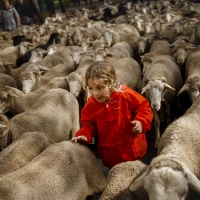 10 year old joins sheep in grazing rights protest in Madrid