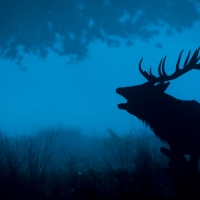 Deer silhouette 4k wide