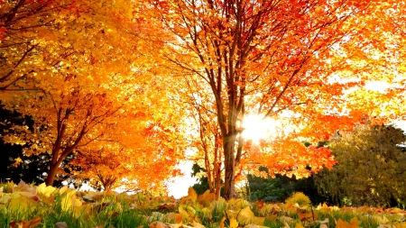 Golden autumn - beautiful, leaves, tree, fall, colorful, season, autumn, golden, foliage, park