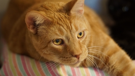 Cat - pisica, animal, cat, orange, ginger