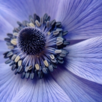 blue poppy