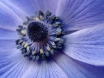 blue poppy