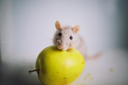 Mouse - yellow, animal, mouse, apple, cute, fruit