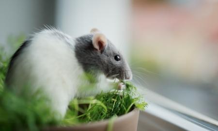 Mouse - mouse, grass, animal, green