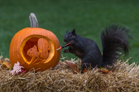 Ready for Halloween - black, animal, halloween, orange, pumpkin, squirrel, veverita