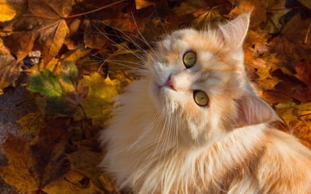 Cat - animal, pisica, ginger, autumn, orange, cat