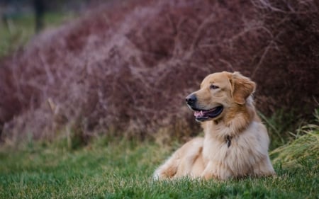 Golden Retriever - dogs, cute, animals, golden retriever