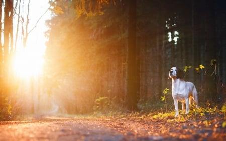 Day Break - cute, dalmation, animal, dogs