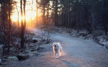 Morning Run - cute, animal, labrador, dogs