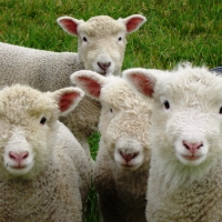 Cute sheeps