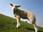 Cute sheep