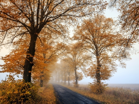 Foggy Morning - trees, nature, autumn, road, foggy, morning