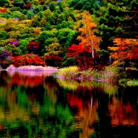 Autumn Forest Reflection