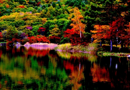 Autumn Forest Reflection - fall, trees, nature, autumn, lake, forest, reflection, foliage