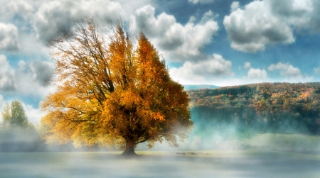 Autumn Lonely Tree - clouds, trees, nature, fog, autumn, mist, foliage