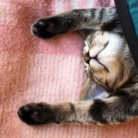 Sleeping Cat