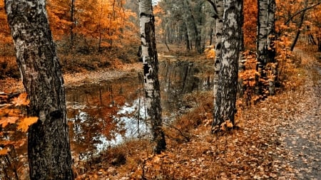 Autumn Forest - nature, tree, autumn, forest