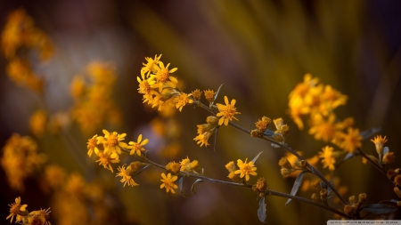 Arnica Montana - flowers, Montana, arnica, nature