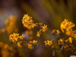 Arnica Montana