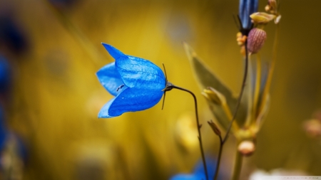 Harebell Flower - flowers, harebell, nature, blue