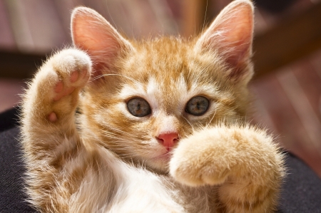 Boxing training - paw, cat, animal, cute, kitten