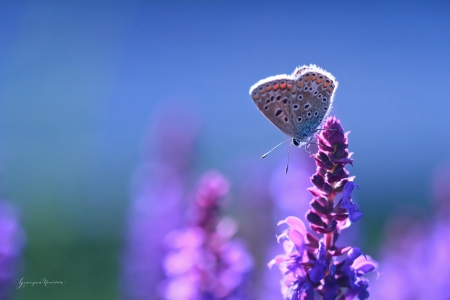 Butterfly - nature, grazyna, butterfly, nowotna, blue