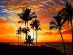 Sunset at palm trees