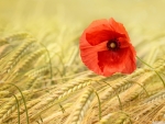 Red Poppy