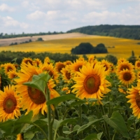 Sunflowers