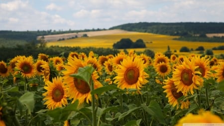 Sunflowers - weald, sunflowers, nature, green, grass