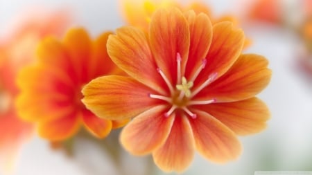 Orange Lewisia - lewisia, flowers, orange, nature