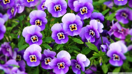 Purple Pansies - nature, purple, flowers, pansies