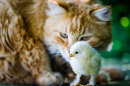 Innocence - pisica, situation, dangerous, cute, cat, chicken